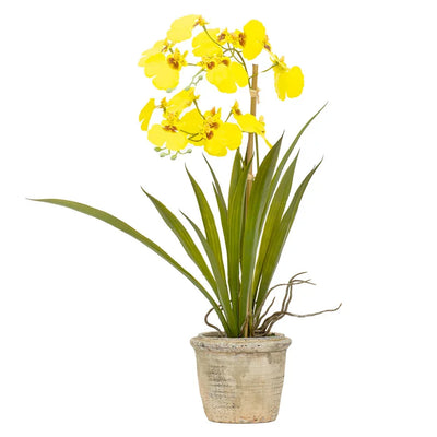 Orchid - Potted Oncidium 45cm - Herb Ball