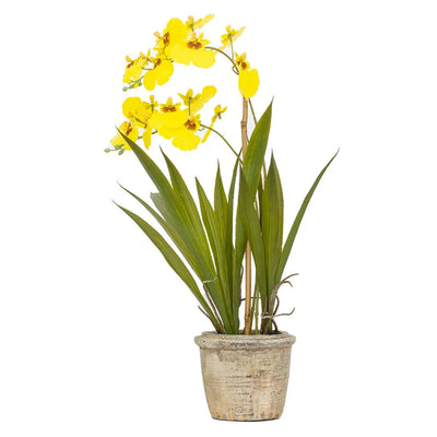 Orchid - Potted Oncidium 45cm - Herb Ball