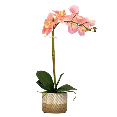 Orchid - Potted Pink Moth Orchid 50cm - Herb Ball