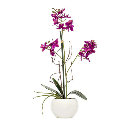 Orchid - Potted Violet 40cm - Herb Ball