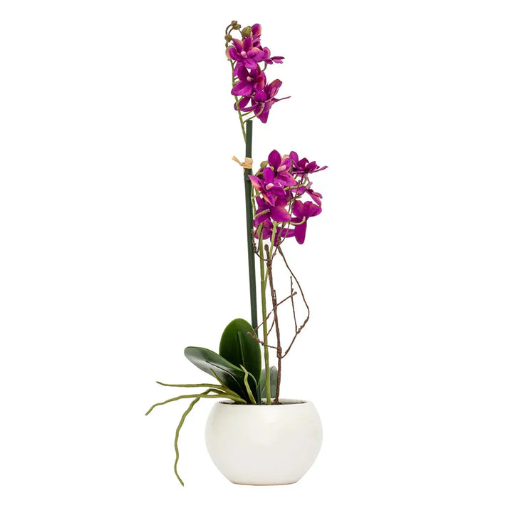 Orchid - Potted Violet 40cm - Herb Ball
