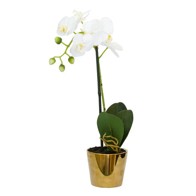 Orchid - White Classic in Gold Pot 50cm - Herb Ball