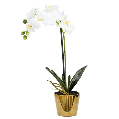Orchid - White Classic in Gold Pot 50cm - Herb Ball