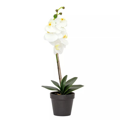 Orchid - White Classic in Plain Pot 55cm - Herb Ball