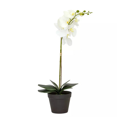 Orchid - White Classic in Plain Pot 65cm - Herb Ball