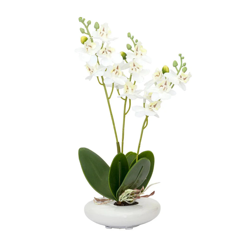 Orchid - White in Smooth Planter 32cm - Herb Ball