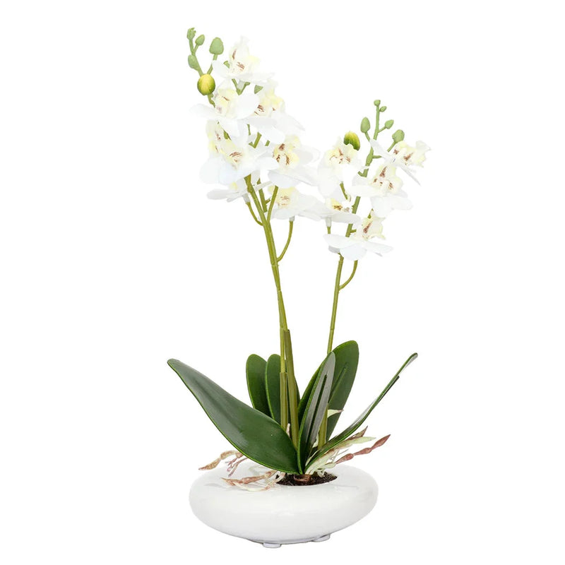 Orchid - White in Smooth Planter 32cm - Herb Ball