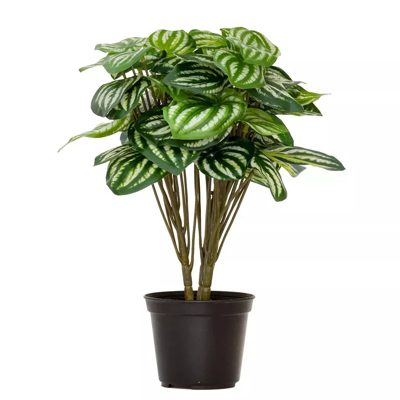 Peperomia Argyreia- 33cm - Herb Ball