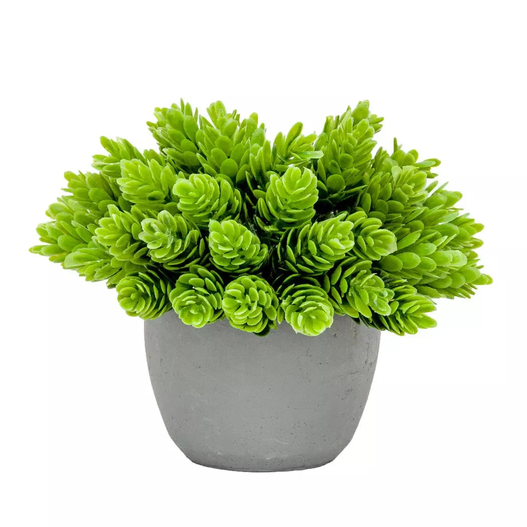Pine Bush - Potted 14cm - Herb Ball