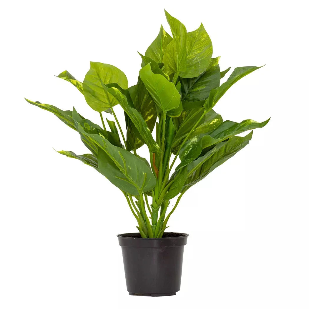 Pothos Epipremnum Aureum - 38cm - Herb Ball