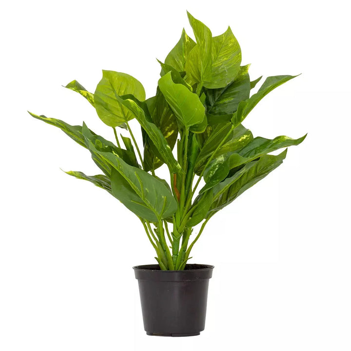Pothos Epipremnum Aureum - 38cm - Herb Ball