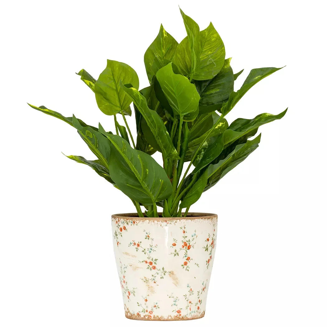 Pothos Epipremnum Aureum - 38cm - Herb Ball