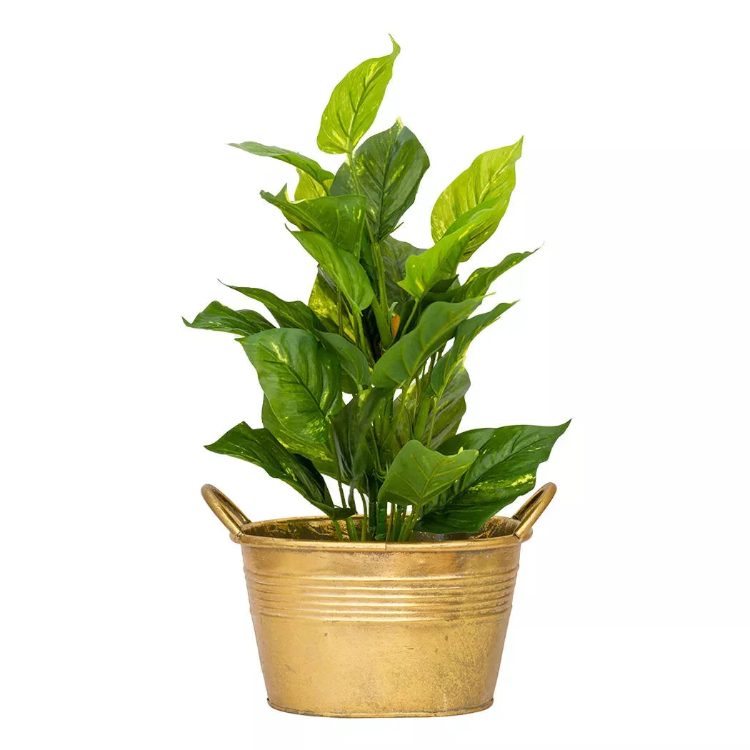Pothos Epipremnum Aureum - Large 54cm - Herb Ball