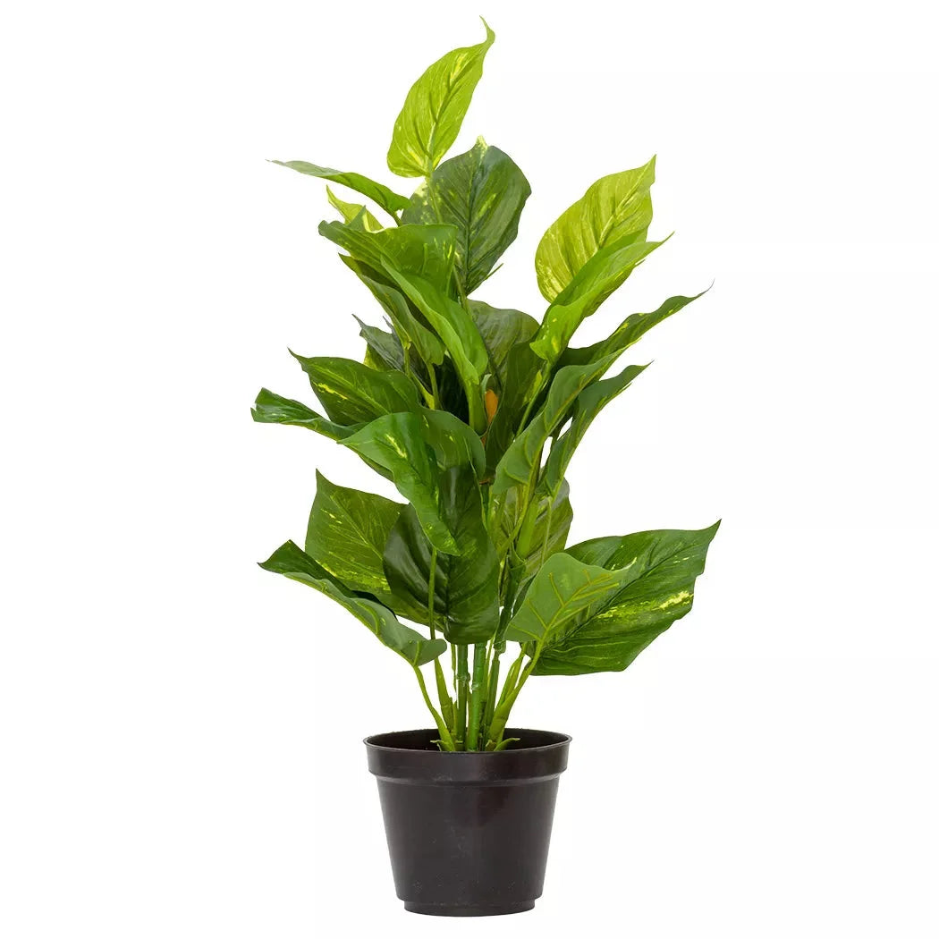 Pothos Epipremnum Aureum - Large 54cm - Herb Ball