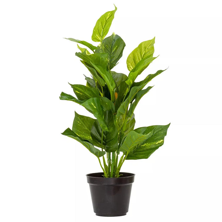 Pothos Epipremnum Aureum - Large 54cm - Herb Ball