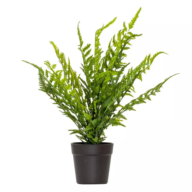 Sword Fern - 40cm - Herb Ball