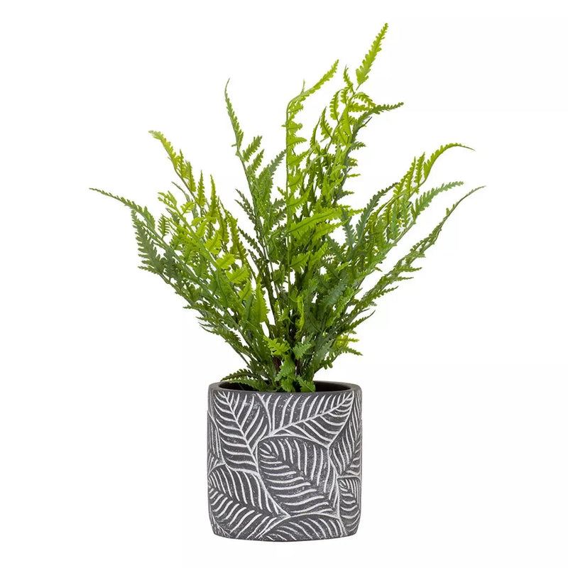 Sword Fern - 40cm - Herb Ball