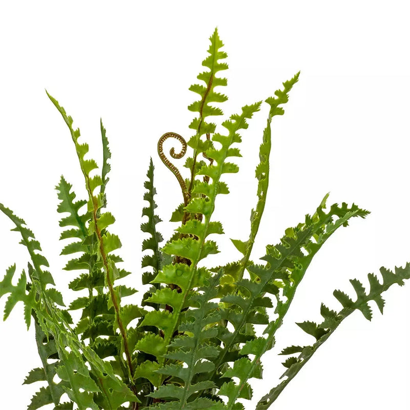 Sword Fern - Potted 47cm - Herb Ball