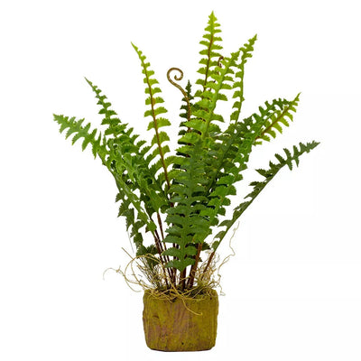 Sword Fern - Potted 47cm - Herb Ball