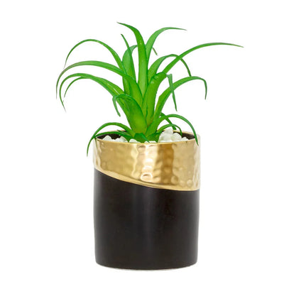 Tillandsia- Potted Small Air Plant - Herb Ball