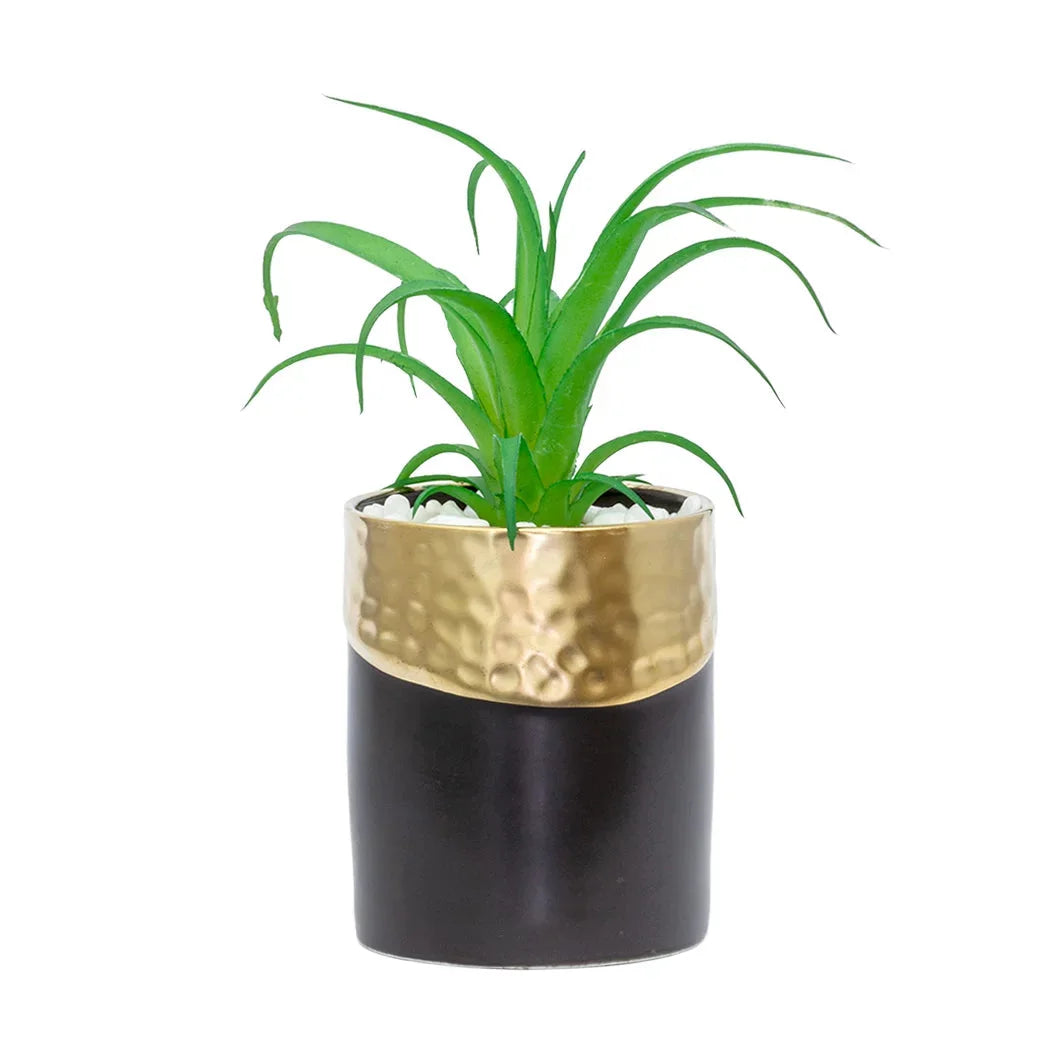 Tillandsia- Potted Small Air Plant - Herb Ball