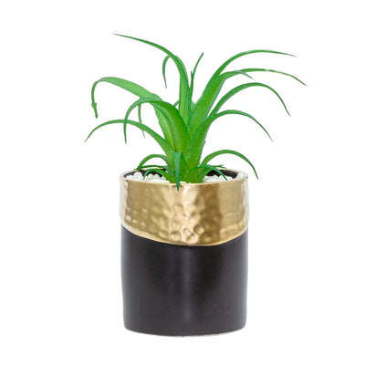 Tillandsia- Potted Small Air Plant - Herb Ball